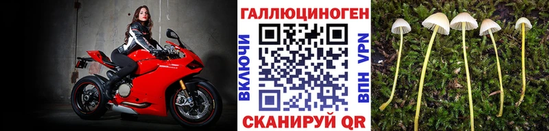 Галлюциногенные грибы Psilocybe  Новороссийск 